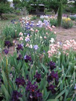 /album/galerie-de-photos-floraisons/jardin-du-cabanon-06-comp-jpg1/
